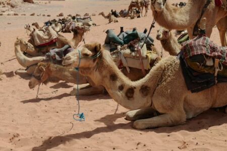 Wadi Rum – Petra (Daily)