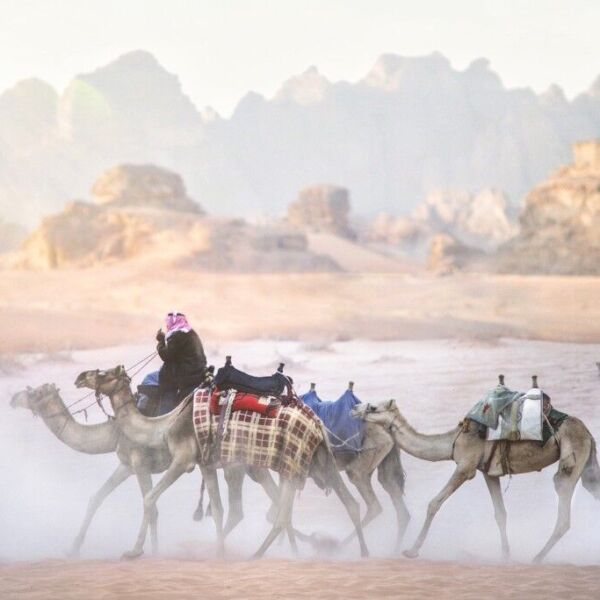 Wadi rum Camels